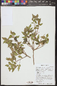 Celtis laevigata var. reticulata image