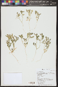 Tribulus terrestris image