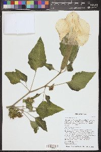 Datura wrightii image