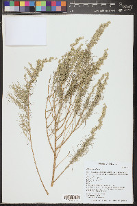 Artemisia filifolia image