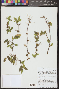 Celtis laevigata var. reticulata image