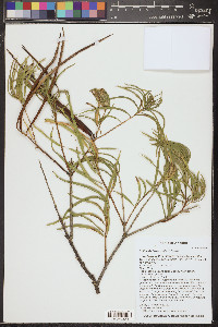Chilopsis linearis image