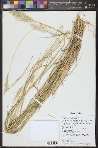 Bothriochloa barbinodis image