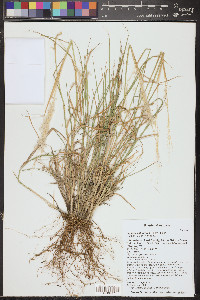 Digitaria californica image