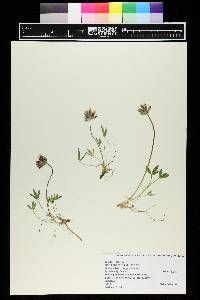 Trifolium dasyphyllum image