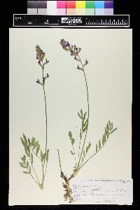 Oxytropis lambertii image