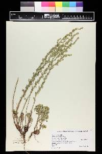 Artemisia frigida image