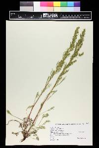 Artemisia dracunculus image