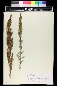 Artemisia dracunculus image