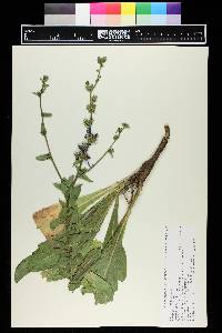 Cichorium intybus image