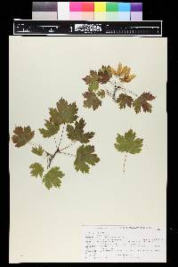 Acer glabrum image