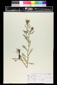 Grindelia squarrosa image