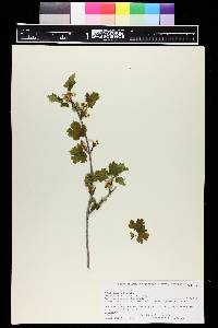 Acer glabrum image