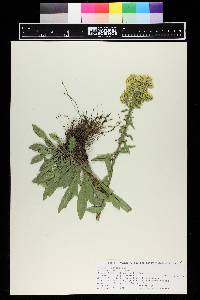 Solidago speciosa image