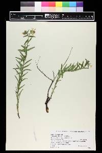 Lithospermum multiflorum image