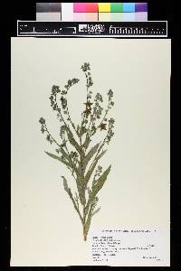 Cynoglossum officinale image