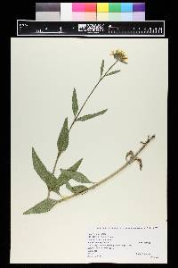 Helianthus pumilus image