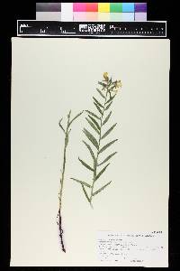 Lithospermum multiflorum image