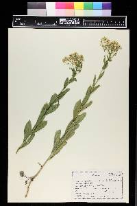 Lepidium chalepense image