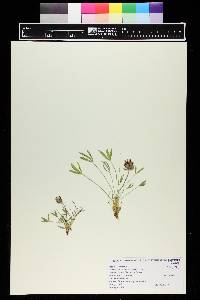 Trifolium dasyphyllum image