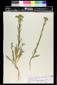 Lepidium draba image