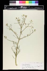 Sisymbrium altissimum image