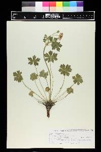 Geranium caespitosum image