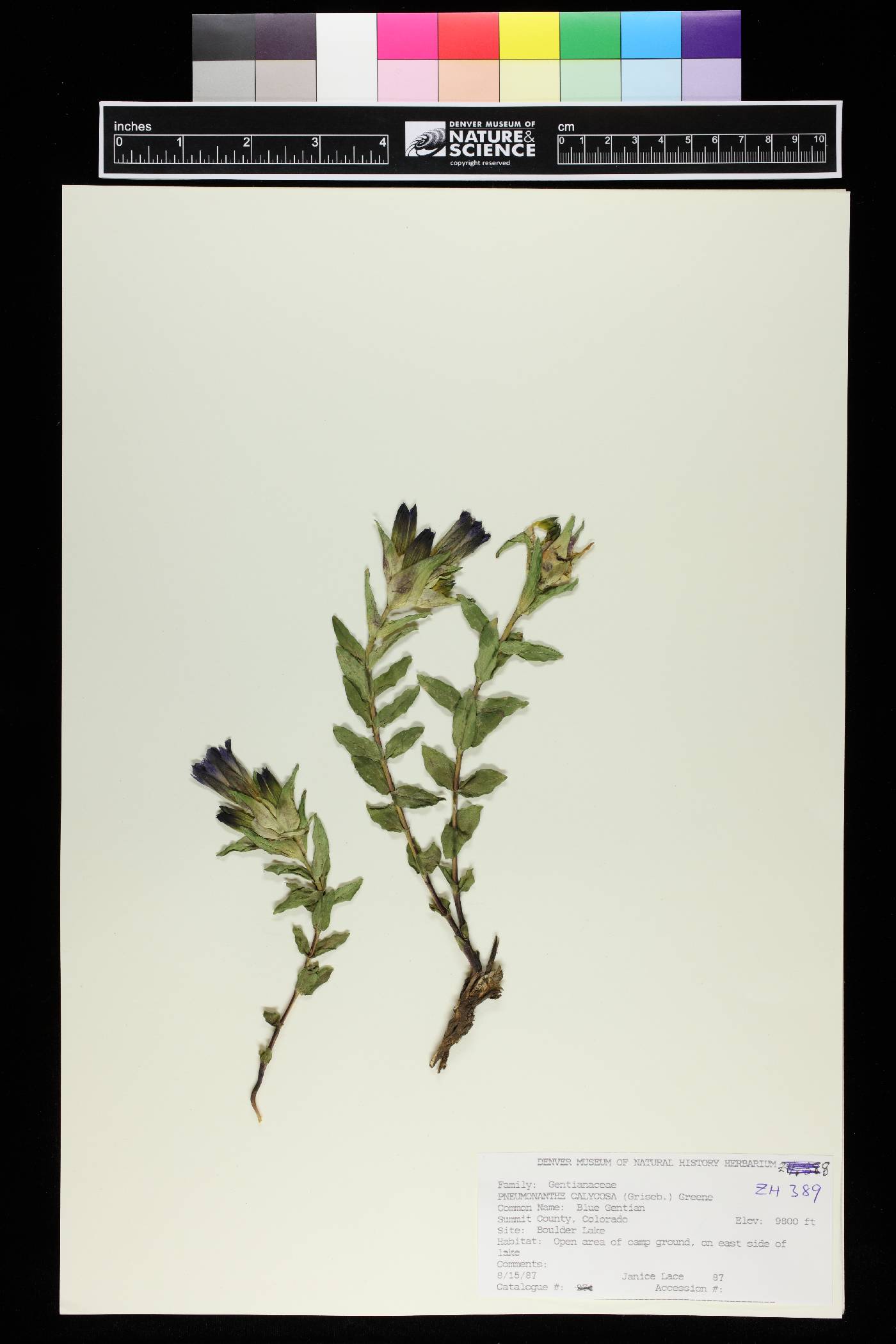 Pneumonanthe calycosa image