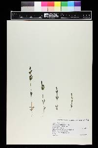 Gentianella amarella image