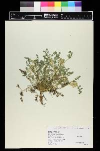 Corydalis aurea image