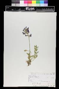 Oxytropis lambertii image