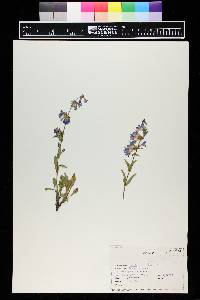 Penstemon virens image