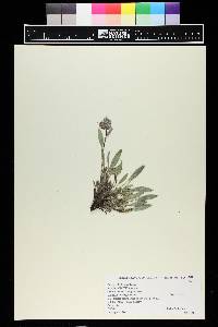 Phacelia hastata image