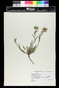 Phacelia heterophylla image