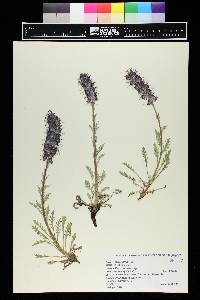 Phacelia sericea image