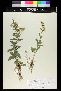 Solidago velutina image