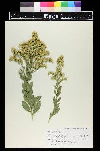 Solidago nana image