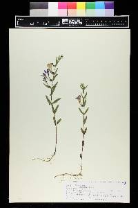 Scutellaria brittonii image