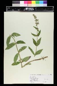 Stachys palustris image