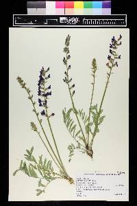 Oxytropis lambertii image