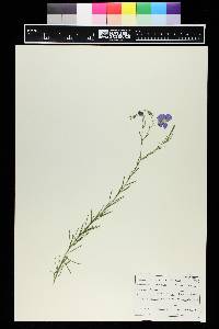 Linum lewisii image