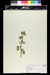 Ribes odoratum image