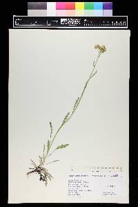 Senecio eremophilus image