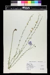 Linum lewisii image