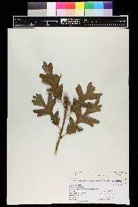 Quercus gambelii image