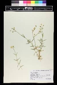 Cerastium arvense image