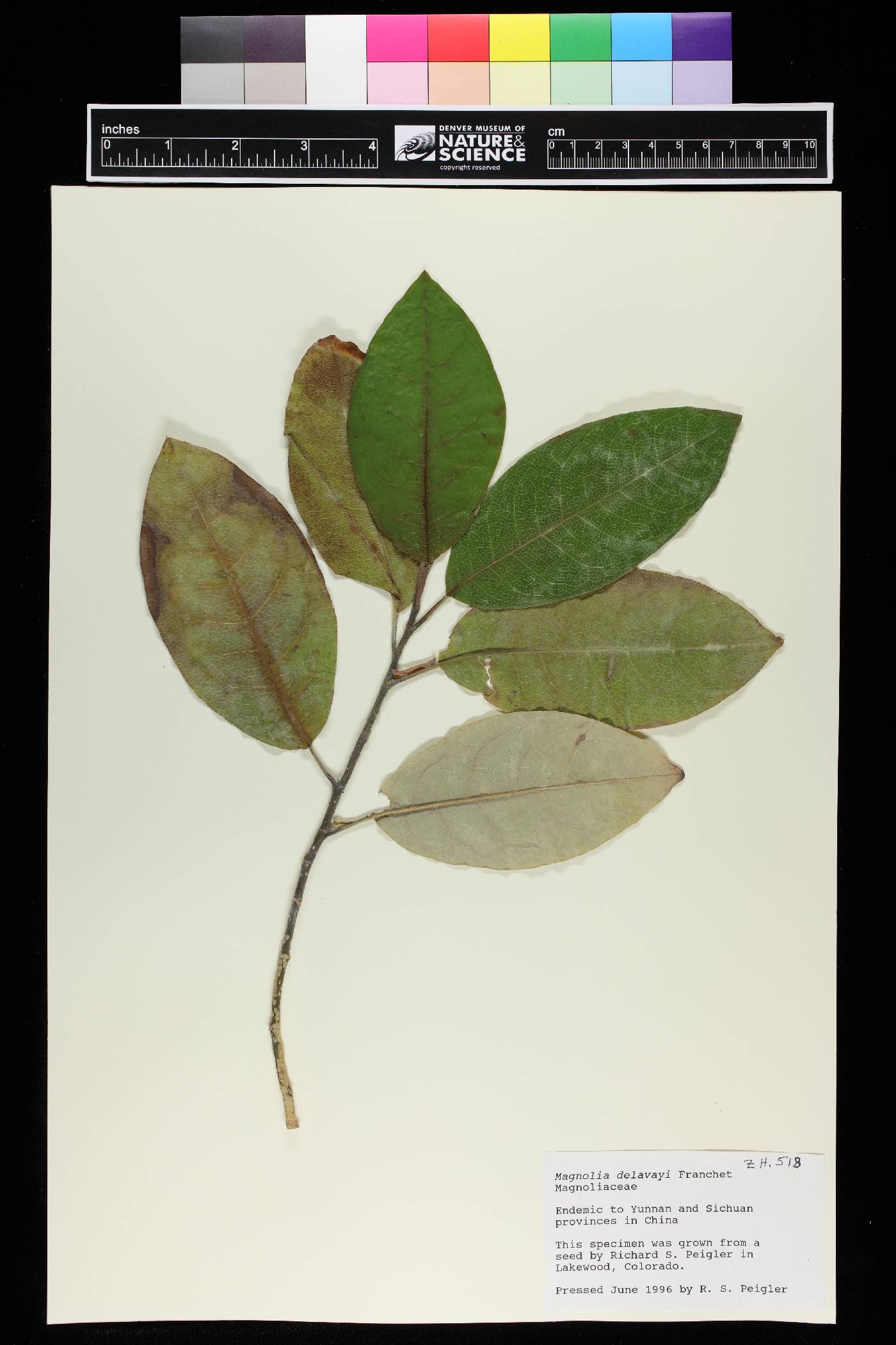 Magnolia delavayi image