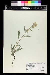 Phacelia heterophylla image