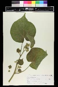 Abutilon theophrasti image