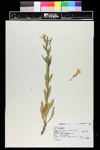 Oenothera villosa subsp. strigosa image